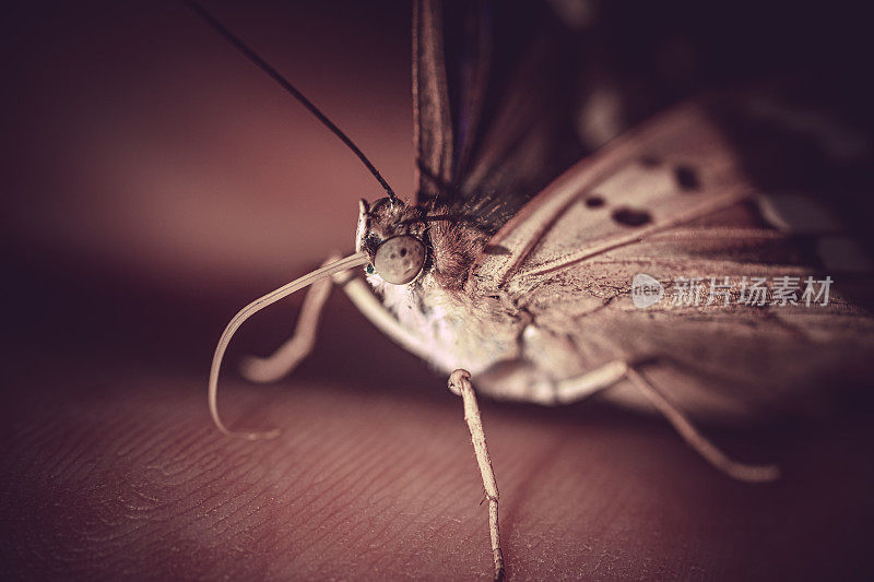 宏一小紫帝蝶的翅膀和色彩细节Apatura ilia昆虫在夏季休息在人的手中